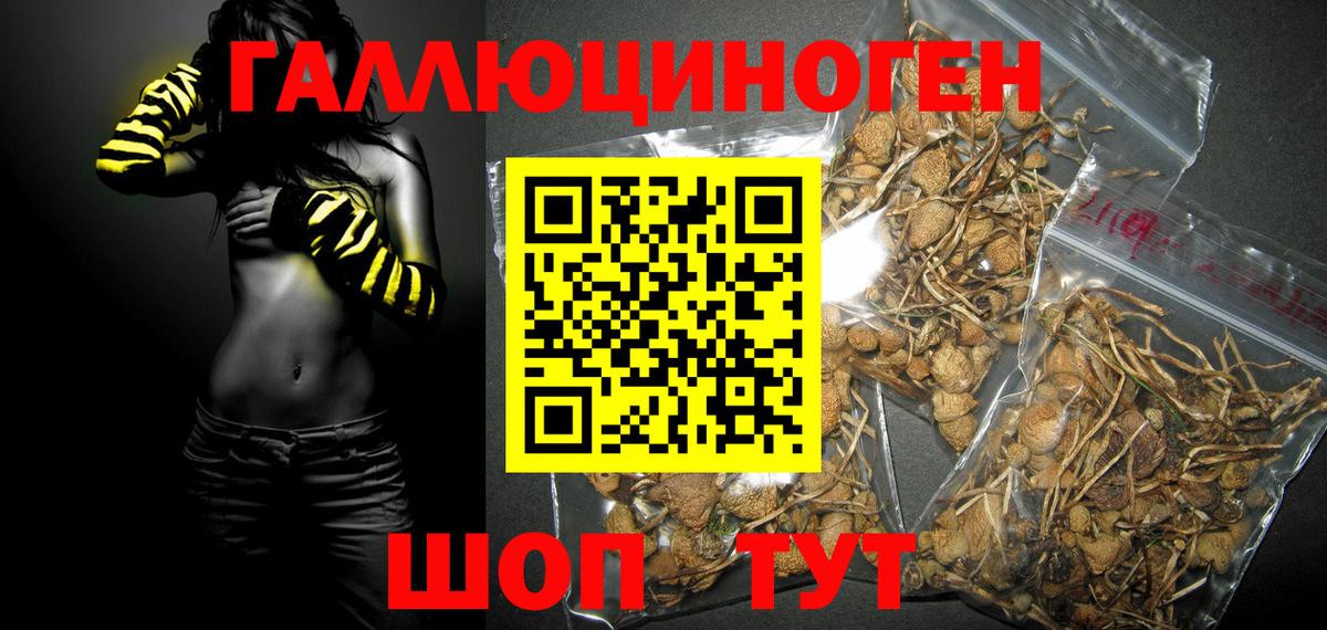 где найти   Галлюциногенные грибы Psilocybine cubensis  Вход с VPN  Лысьва 